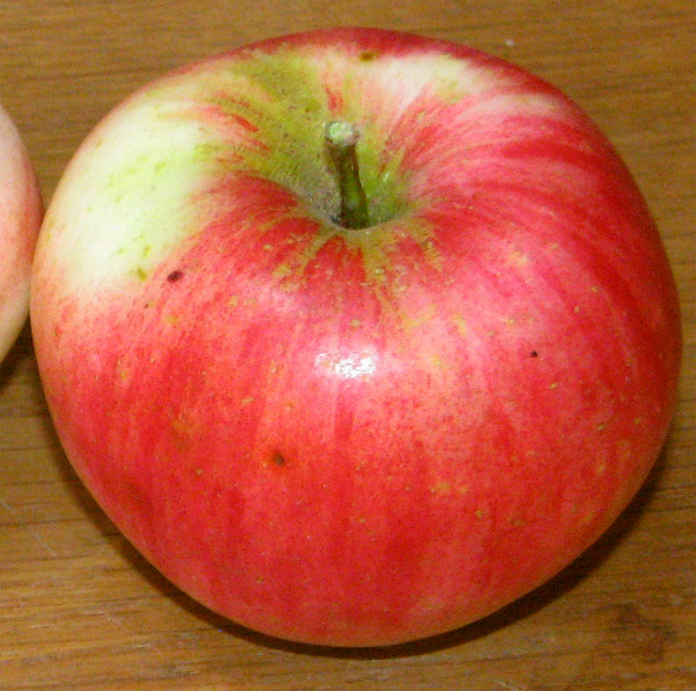 Apples Nichols Farm Orchard