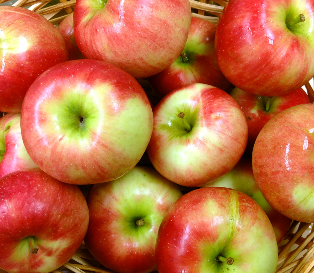 Apples Nichols Farm Orchard