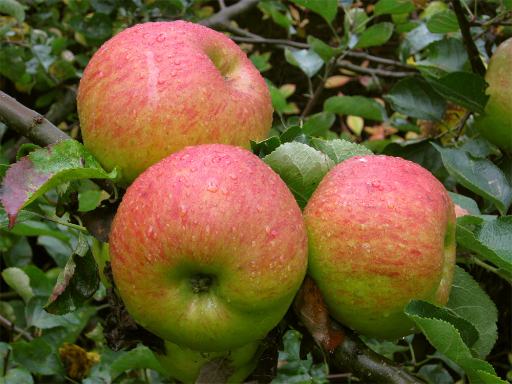 Northern Spy Apple Tree