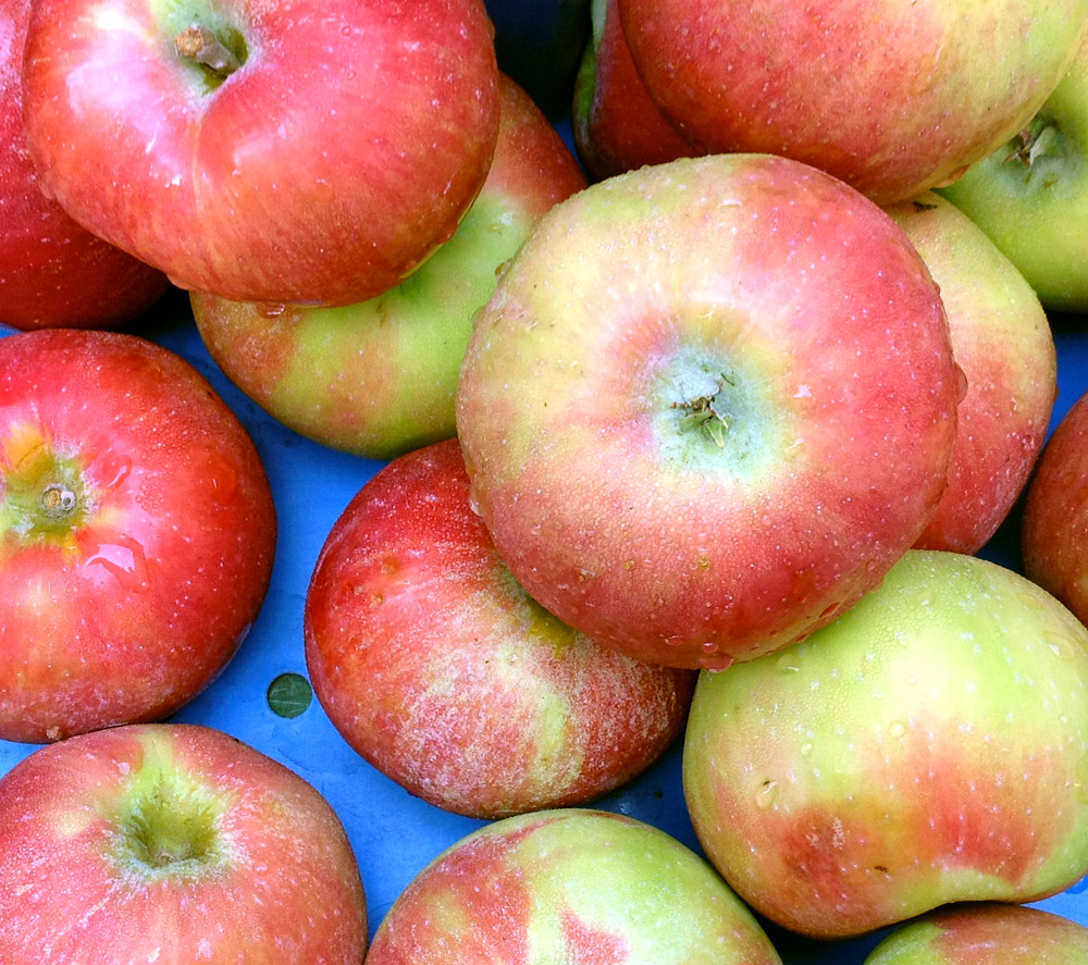 Honeycrisp Apple – Lautenbach's Orchard Country