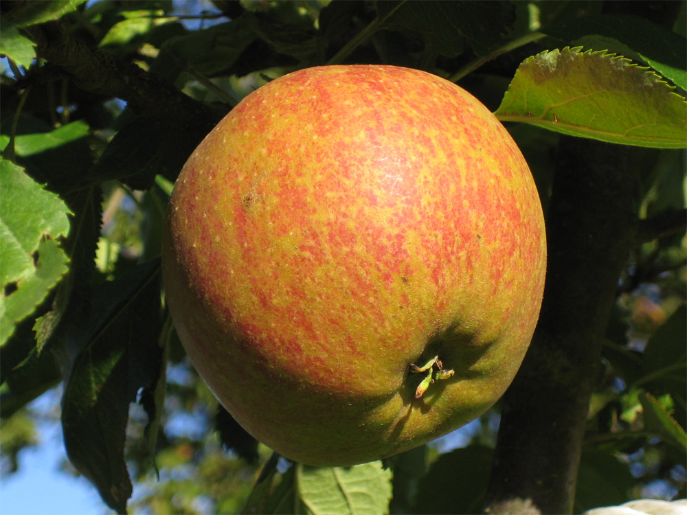 Online Orchards 3 ft. Red McIntosh Apple Tree with Scarlet Splashed Tart Fruit Great for Eating and Baking