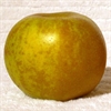 Golden Russet